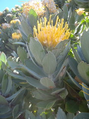 Leucospermum conocarpodendron conocarpodendron