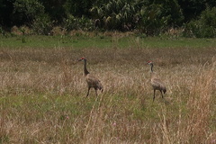 Grus canadensis image