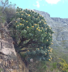 Leucospermum conocarpodendron conocarpodendron