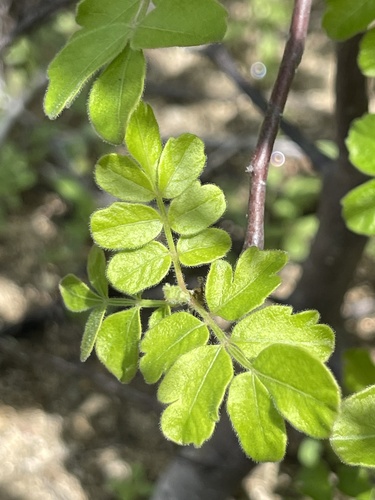 cimarron plum