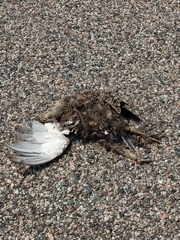 Centrocercus urophasianus