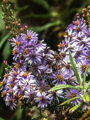 Diplostephium hartwegii