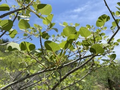Erythrina flabelliformis