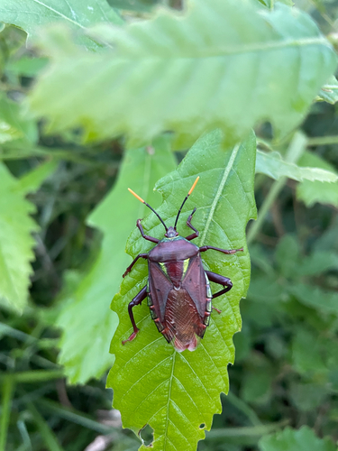 Eurostus validus