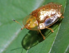 Aspidimorpha quadriremis