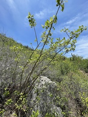 Erythrina flabelliformis