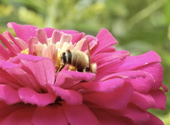 Bombus borealis