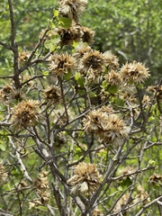 Nahuatlea arborescens