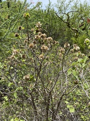 Nahuatlea arborescens