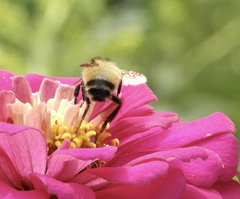 Bombus borealis