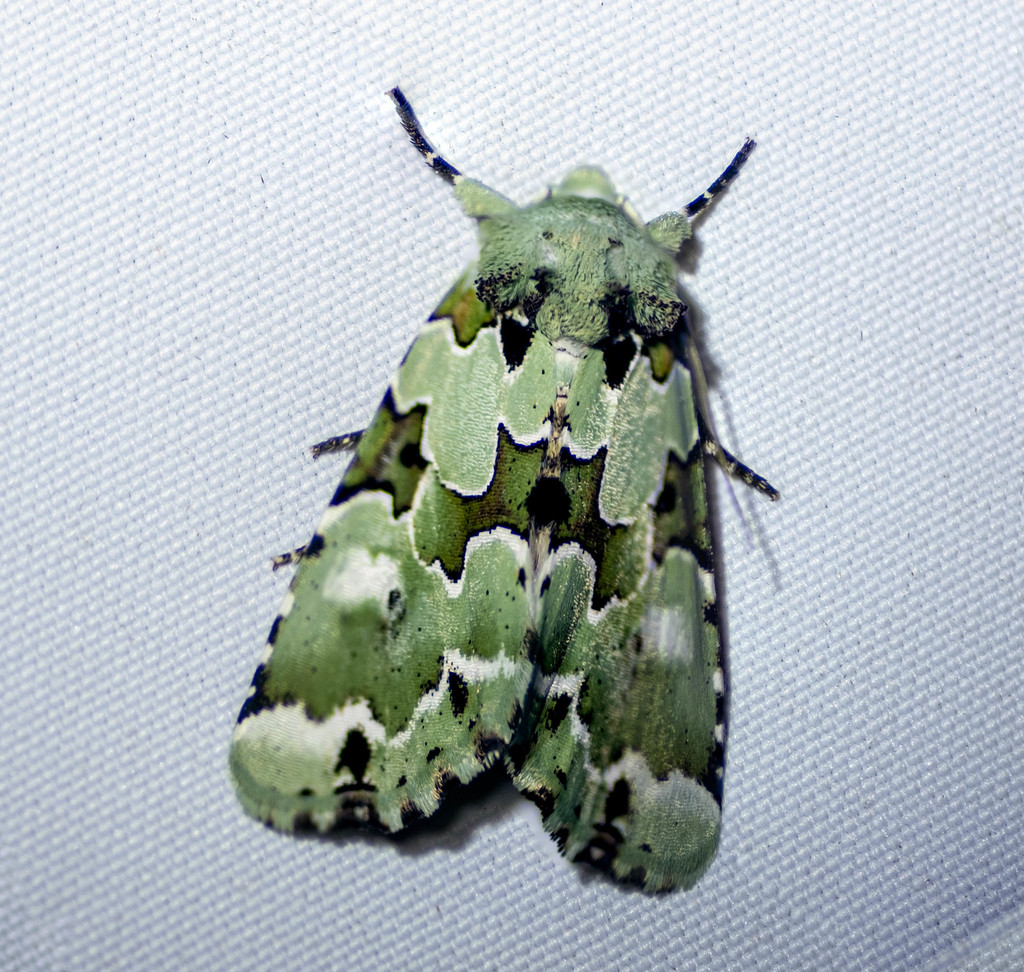 Nacna