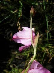 Disa racemosa