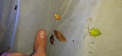 Nicrophorus olidus