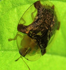 Aspidimorpha quadriremis