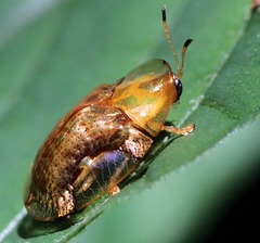 Aspidimorpha quadriremis