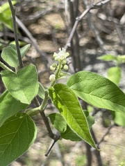 Croton caboensis