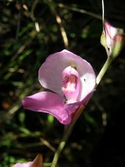 Disa racemosa
