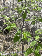 Croton caboensis