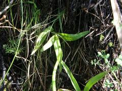 Disa racemosa