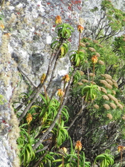 Aloiampelos striatula