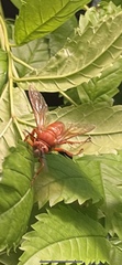 Sphecius hogardii