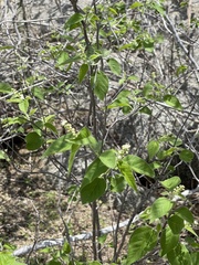 Croton caboensis