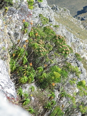 Aloiampelos striatula