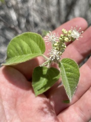 Croton caboensis