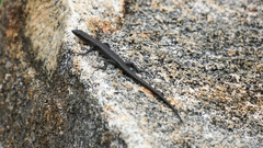 Cryptoblepharus buchananii