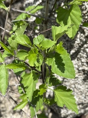 Hibiscus ribifolius