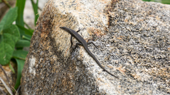 Cryptoblepharus buchananii