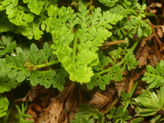 Cryptogramma sitchensis