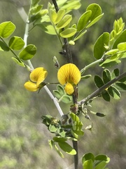 Diphysa occidentalis