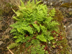 Cryptogramma sitchensis