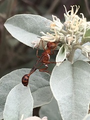 Ammophila wrightii