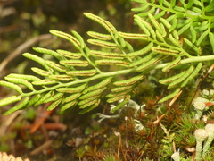 Cryptogramma sitchensis