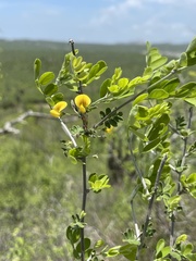 Diphysa occidentalis