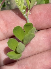 Diphysa occidentalis