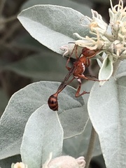 Ammophila wrightii