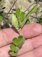 Diphysa occidentalis