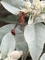 Ammophila wrightii