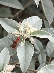 Ammophila wrightii