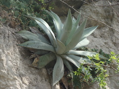 Agave temacapulinensis