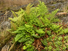 Cryptogramma sitchensis