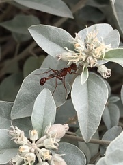 Ammophila wrightii
