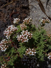 Crassula pruinosa
