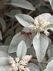 Ammophila wrightii