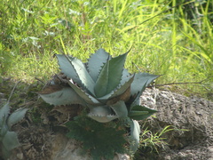 Agave temacapulinensis