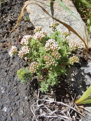 Crassula pruinosa