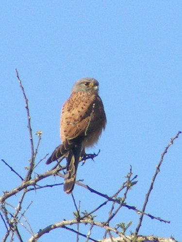Falco rupicolus